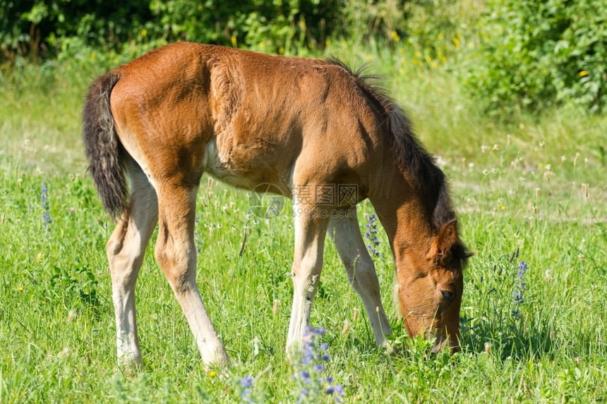 马婴儿一种在草原上美丽的青佛牧场图片