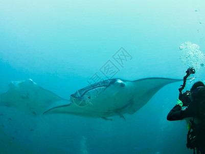 游泳的生活水族馆巨型曼塔雷图片