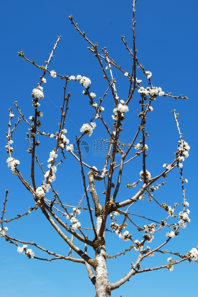 季节蕊蓝天空背景樱桃树自然图片