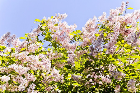 自然有许多蓝色天空粉红花朵的夏季照片秋天浆果图片