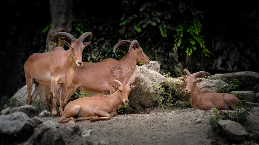 动物自然关心棕色野羊家庭躺在岩石上图片
