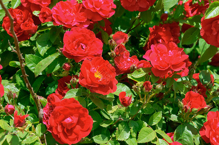 绿色美丽的花红玫瑰灌木上盛开的红玫瑰灌木上盛开的红玫瑰布什图片