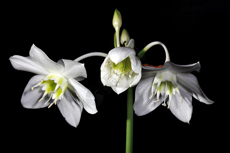 白色亚马逊百合花在黑色背景的欧查里斯个黑色的单身高清图片