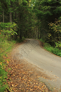 秋季森林小道图片