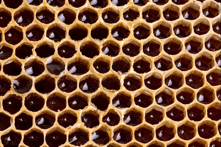 蜂窝细胞自然本底营养合作蜂胶图片
