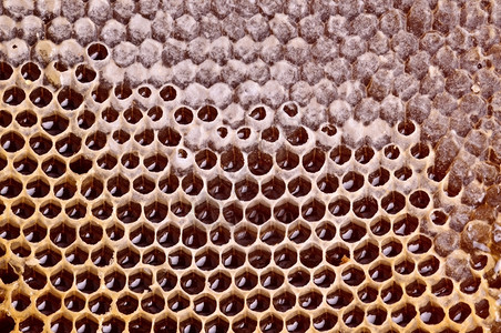 蜂窝细胞自然本底蜜糖养蜂业六角形图片