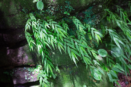 户外结石草绿的青花毯爱尔兰语图片