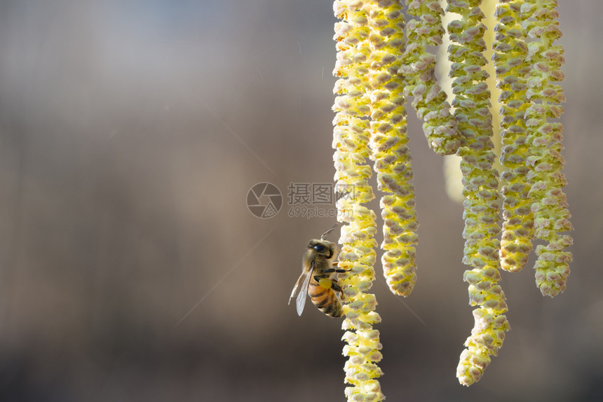 季节花园美丽的蜜蜂收集海泽尔植物的花粉黄蜂收集海泽尔植物的花粉图片