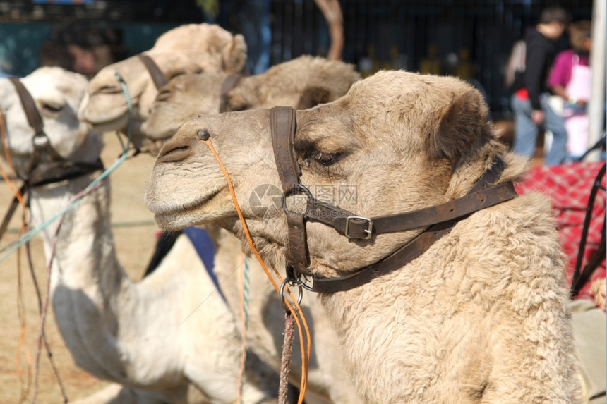 宴请紧贴用于节日喜骑的骆驼乐趣享受图片