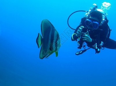 梦水下蓝海中的蝙蝠鱼和潜水员热带背景图片