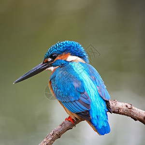 喙坐在树枝上背面和脸部侧写蓝色的金鱼鸟男普通王鱼阿尔西多一种在这图片