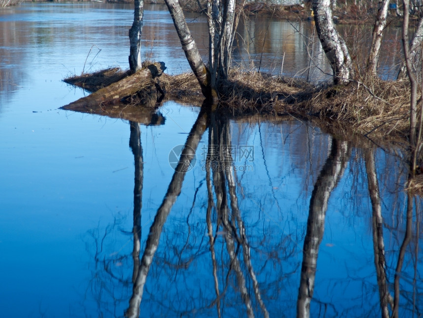 森林俄罗斯在阿尔汉格克河地区爆发的洪水自然太阳图片