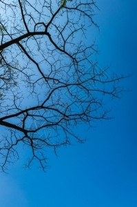 花园树枝和蓝色的天空森林自然图片