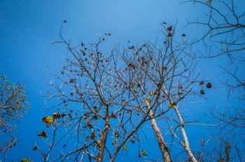 细节树枝和蓝色的天空旅行颜背景图片