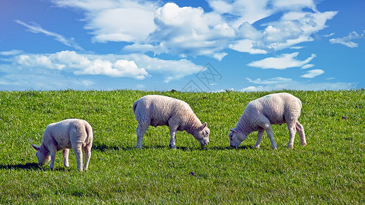 堤防在荷兰春天的草原上撒羊可爱的农场图片