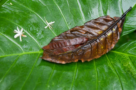 静脉健康生活热带雨林中的树脂植物图片