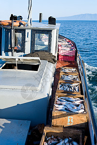 一艘船载着装有鲜鱼的箱子刚钓到波德希瓦洛夫新鲜的抓住图片