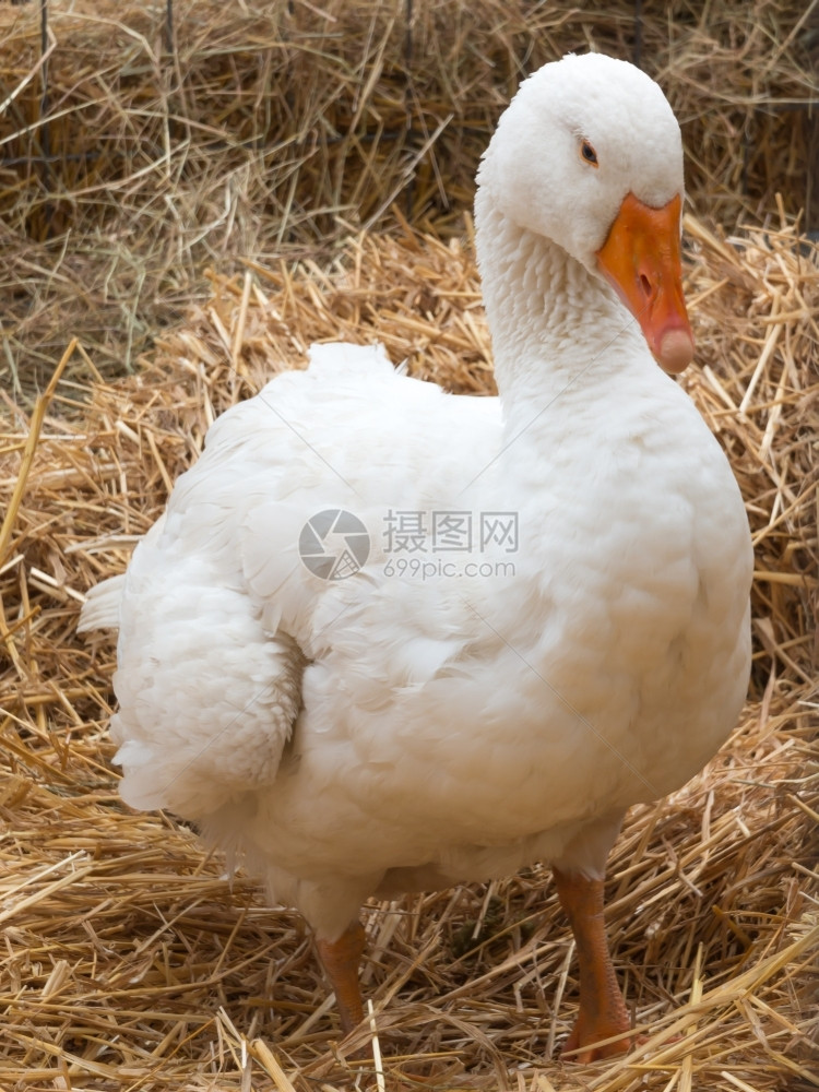 在一片干草地上的白鸡肉鸟动物地面图片