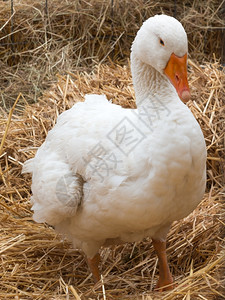 在一片干草地上的白鸡肉鸟动物地面图片
