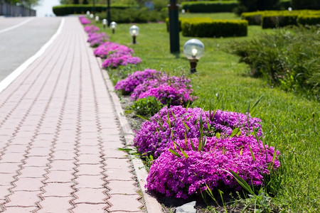 自然长椅人行道夏天在城市公园的美丽花朵图片