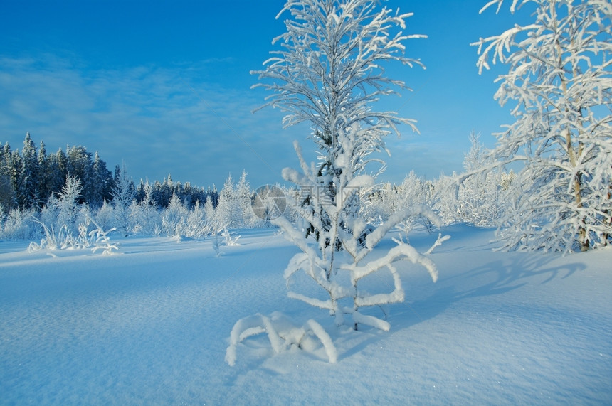 俄罗斯冬季地貌现在覆盖的树木和灌丛枝景观雪覆盖冷冻图片