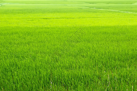 有机的绿色稻田蓝食物图片