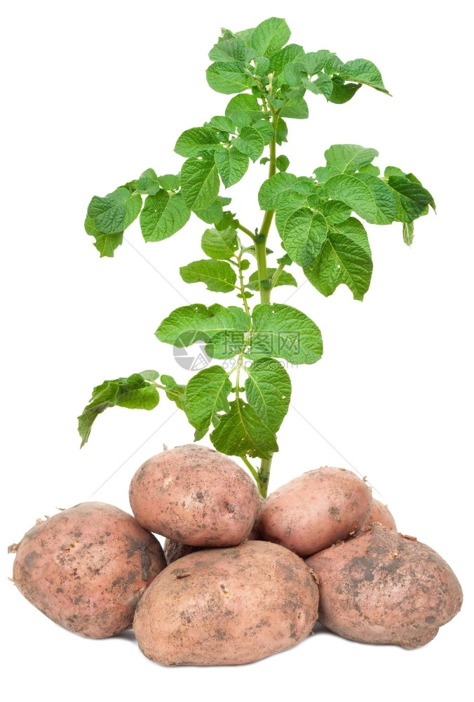 草新鲜土豆蔬菜根图片