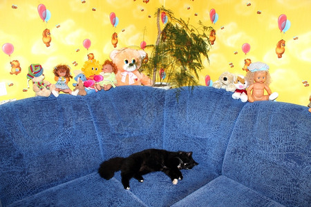 沙猫门户14睡在蓝沙发上的黑老猫活小胡子设计图片