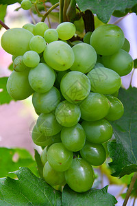 夏天食物颜色花园熟的绿色葡萄图片