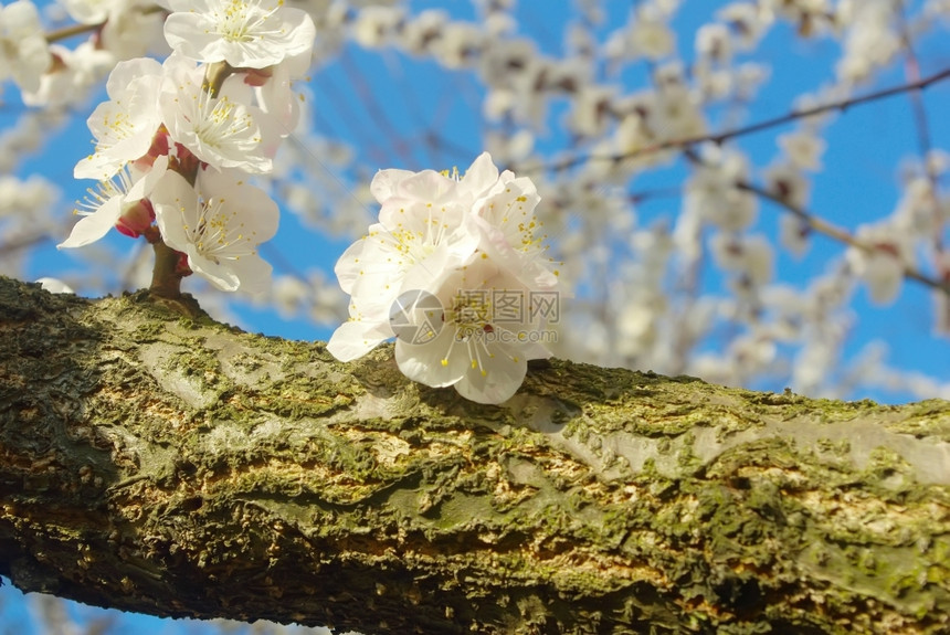 四月园林自然树枝户外开花紧闭春白季节开新鲜植物群美丽的图片