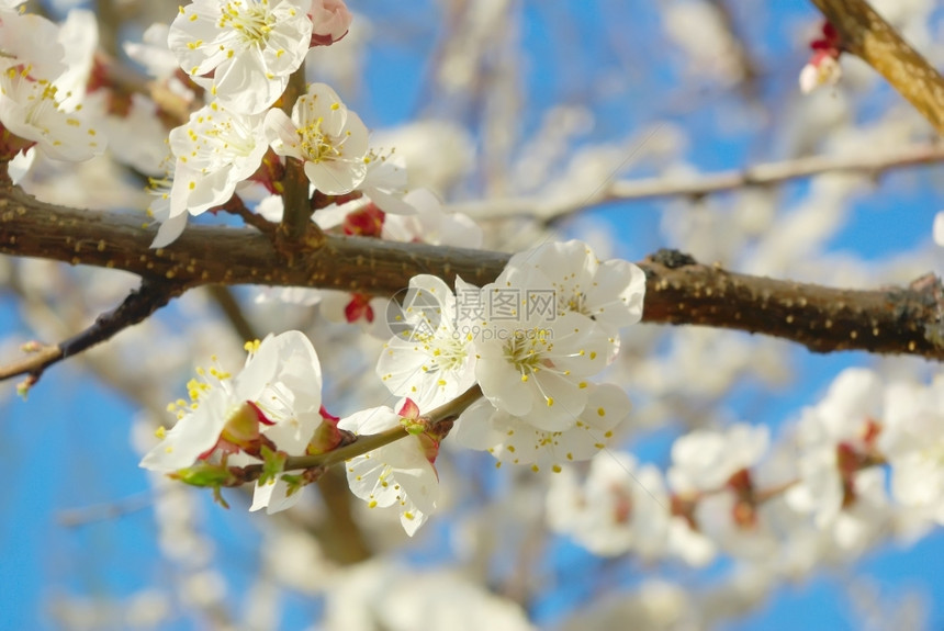 四月花园自然树枝春白花季节开春树日户外开花投标美丽的新鲜图片