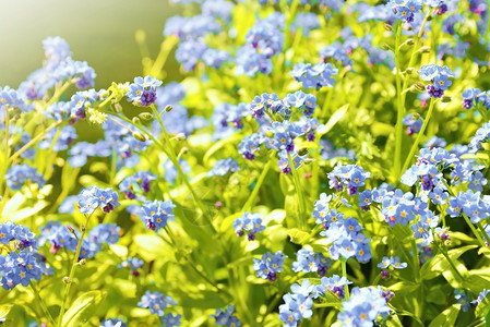 拥有照片夏天这个植物有蓝色小花朵和绿叶子色的树是一片细小的青花图片