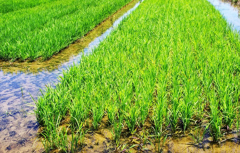 谷物葡萄牙稻田种植和水大稻田草地夏天图片