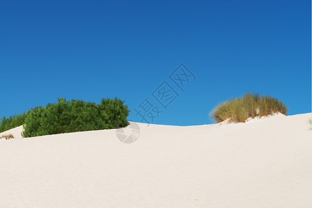 南澳大利亚Kangaroo岛小撒哈拉带灌木的白沙丘丛高的草图片