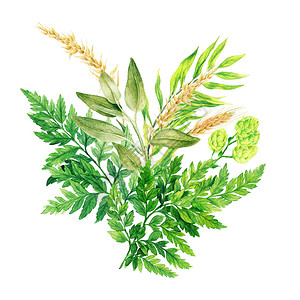夏天蕨类草林水彩色花束羽毛和耳朵手画水彩图装饰背景图片