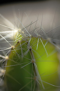 仙人掌的尖刺一种植物学室内图片