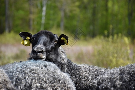 在后面春天库尔曼好奇的羊从另一只后面看着你图片