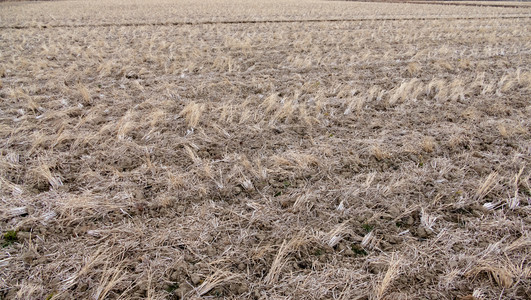 作物收获后冬季的田地农业综合企户外自然图片