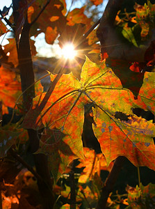 颜色阳光照耀在多彩的秋天花园中太阳树图片