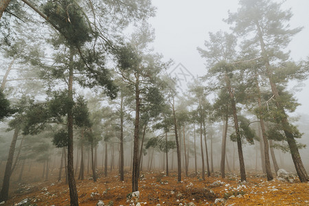雾中松林和树木图片