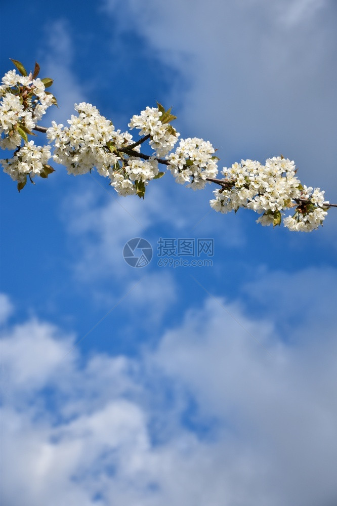 蓝天白樱花枝新鲜的色花瓣图片