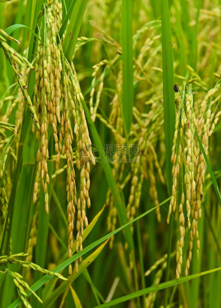 稻田特写绿色植物收成图片