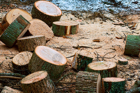 有机的老化砍伐树木森林的树桩干木桩制图片