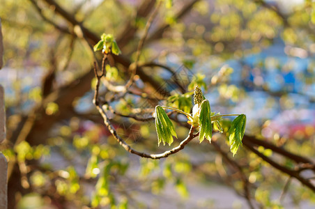 芽新鲜春天栗子的嫩叶早春树上的子板栗嫩图片