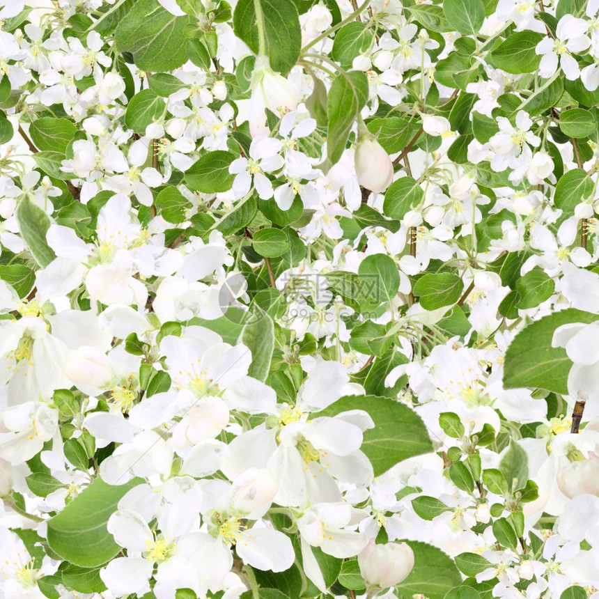 苹果树枝白花和绿叶的简表背景无缝模式用于设计工作室近距离摄影拍掌声白色的叶子正面图片
