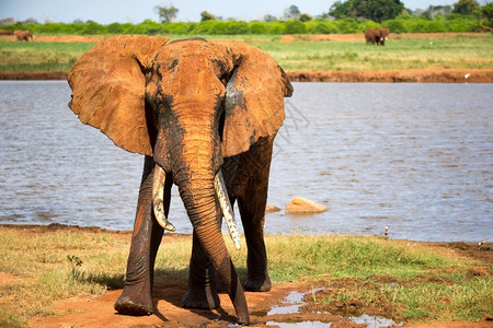 一种树干只大红象在水坑附近洗澡后一个大红象在水洞附近洗澡后游戏图片