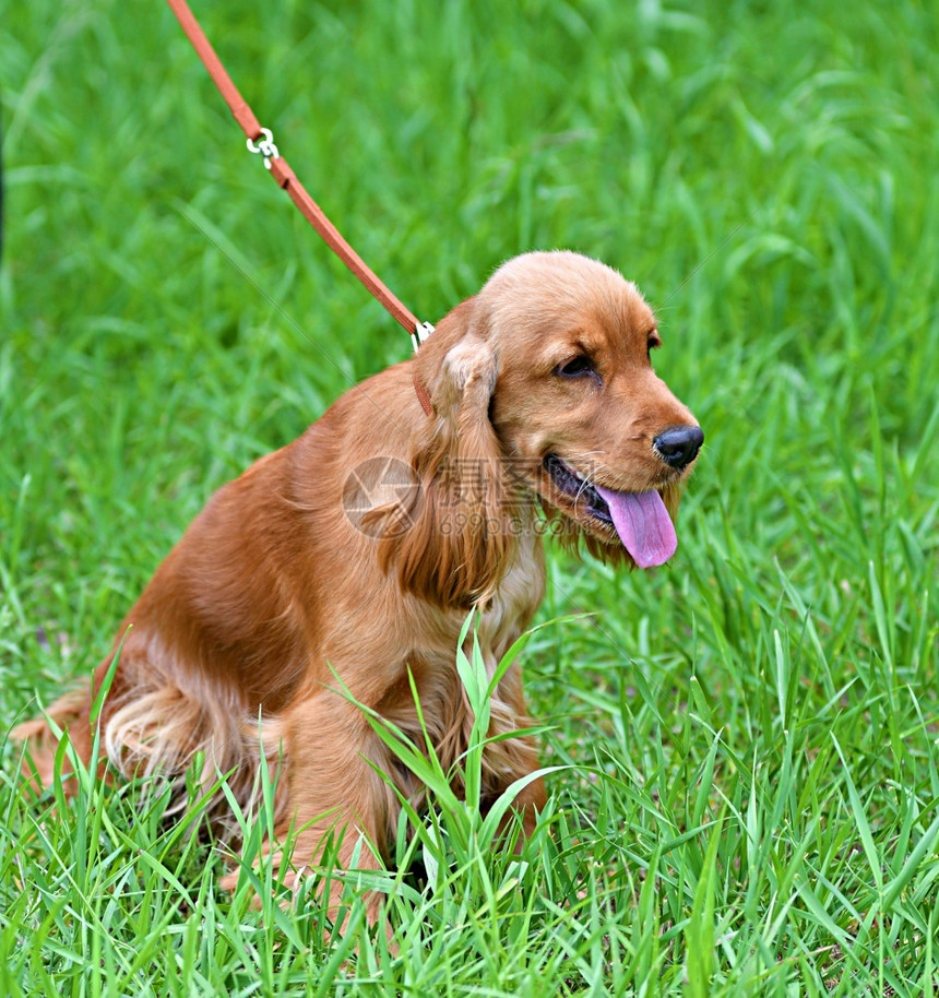 犬类狗种英语CockerSpaniel一种狩猎狗的品在夏季日散步可亲走图片