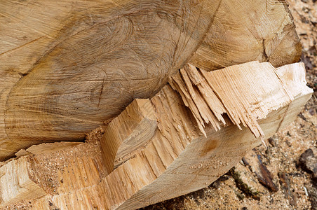 树桩在干上切割原木线在原木上切割树干有机的质地图片