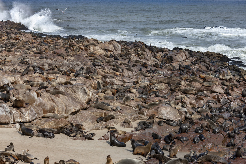 动物海滨非洲纳米比亚骷髅海岸开普克罗斯豹群的毛皮Arctocephaluspusillus水图片