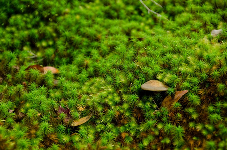 生态植物在一片森林中以小蘑菇绿色天然背景的青草为蓝本平静的图片